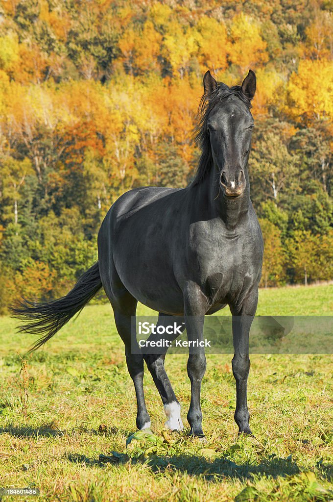 Schwarzes Pferd im Herbst - Lizenzfrei Baum Stock-Foto