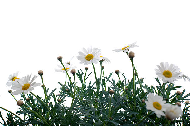 아름다운 flowes - chamomile chamomile plant herbal medicine flower 뉴스 사진 이미지