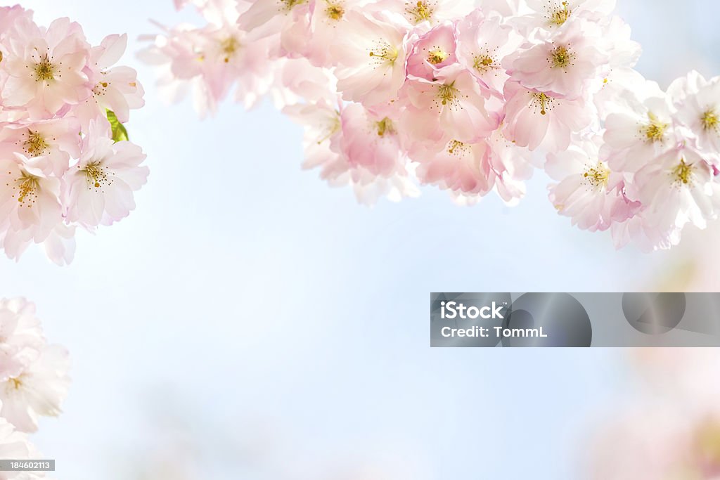 Flor de cerezo - Foto de stock de Flor de cerezo libre de derechos