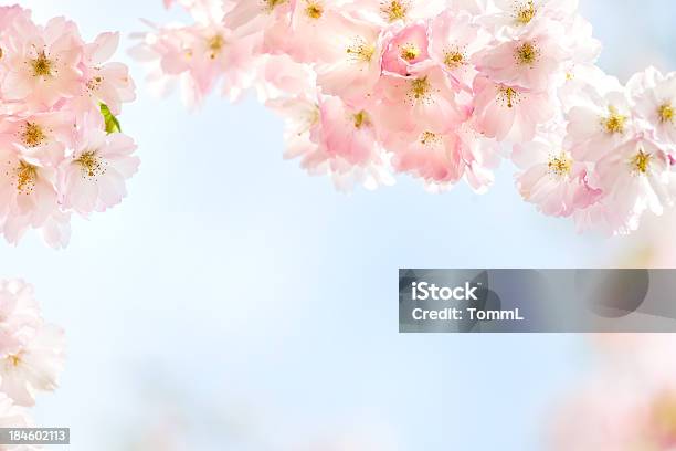 벚꽃 벚꽃에 대한 스톡 사진 및 기타 이미지 - 벚꽃, 벚나무, 프레임