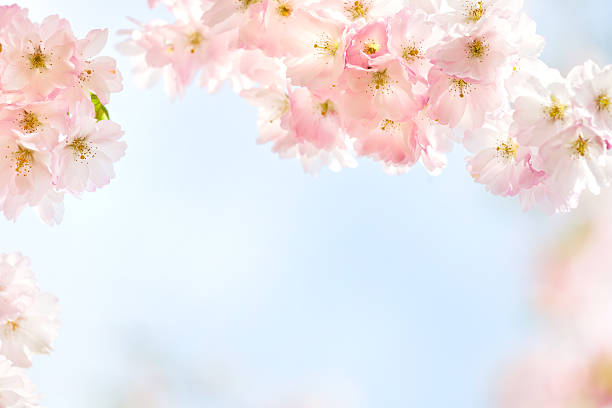 вишни blossom - vibrant color horizontal japan branch стоковые фото и изображения