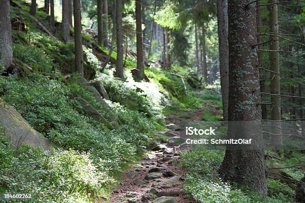 Caminho Na Floresta Escura Com Sol - Fotografias de stock e mais imagens de Trilho - Trilho, Abeto, Floresta