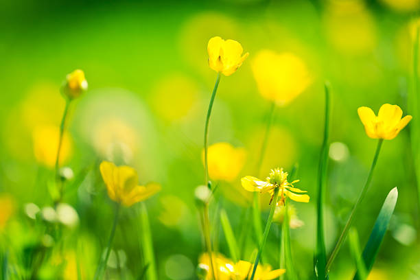 istock Buttercup flowers in the field. 184602372