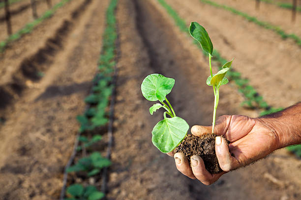 agriculteur tenant aubergine jeune pousse - eggplant vegetable vegetable garden plant photos et images de collection