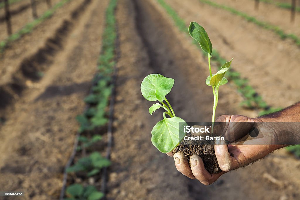 Agricultor segurando Beringela Planta nova - Royalty-free Beringela Foto de stock