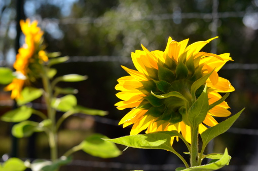 back of sunflower in garden