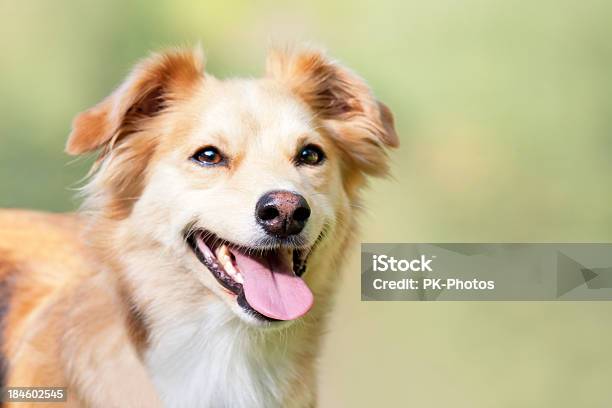 Cão Feliz - Fotografias de stock e mais imagens de Amizade - Amizade, Animal, Animal Doméstico