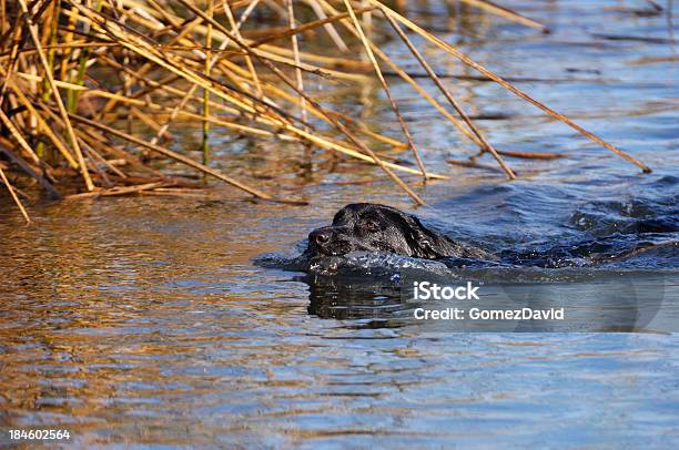 Labrador Negro Natación En El Estanque Foto de stock y más banco de imágenes de Agua - Agua, Animal doméstico, Canino - Animal