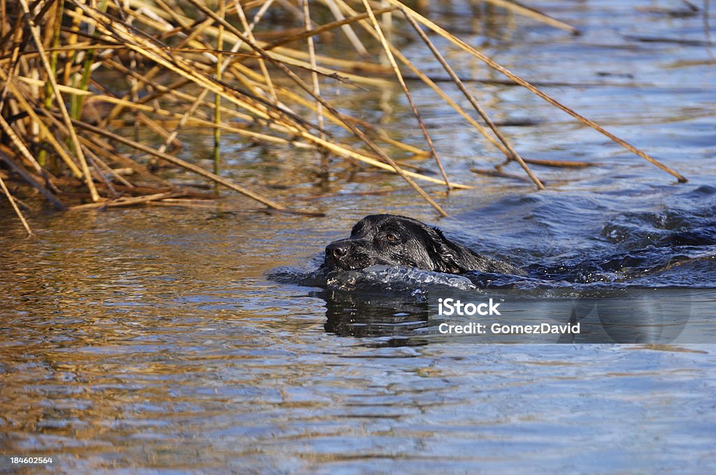 Czarny Labrador Retriever pływanie w Staw - Zbiór zdjęć royalty-free (Aportować)