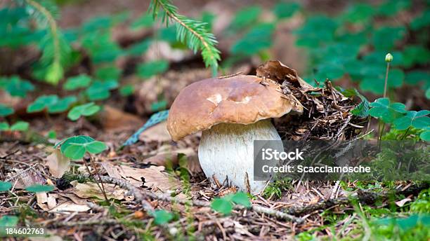 Porcini Mushrooms Stock Photo - Download Image Now - Autumn, Beauty In Nature, Boletus