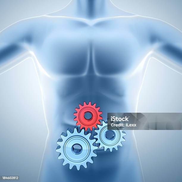 Estómago Foto de stock y más banco de imágenes de Abdomen - Abdomen, Estómago, Rueda dentada