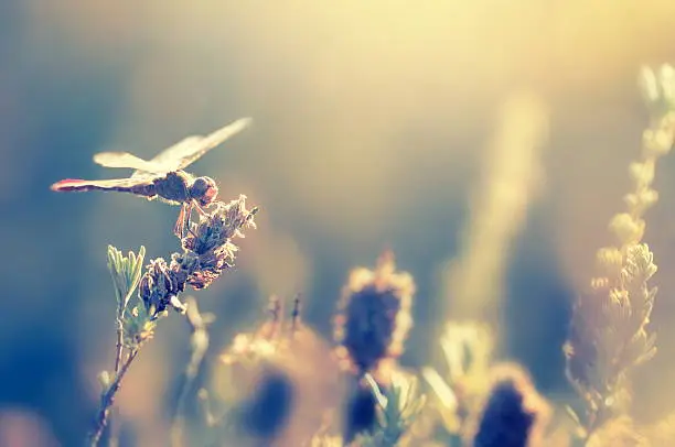 Photo of Dragonfly in the evening light