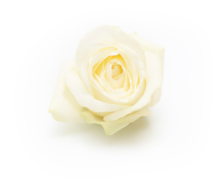 Isolated single white rose