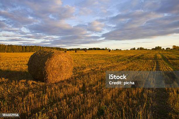 Field Of Haystacks На Закате — стоковые фотографии и другие картинки Без людей - Без людей, Горизонтальный, Дерево