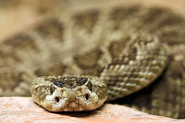 Close-up of rattlesnake resting its head on a warm rock. AZ.