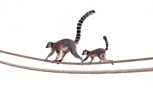 Ring tailed lemur (scientific name: Lemur catta) mother and child walking on rope.