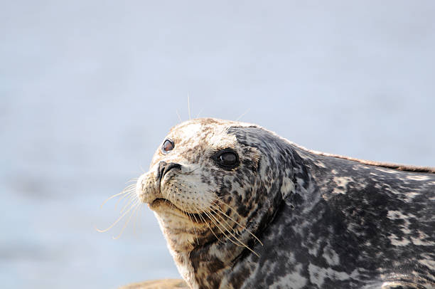 istock Sea Lion, sunning on rock, pacific northwest, bc 184603206