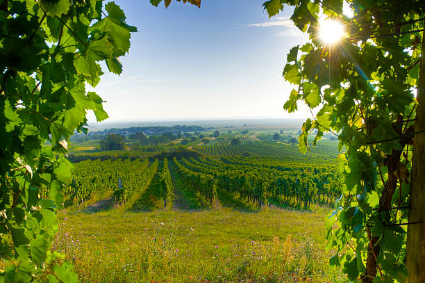 Vineyards in autumn, in the Maipu wine region, Mendoza, Argentina.