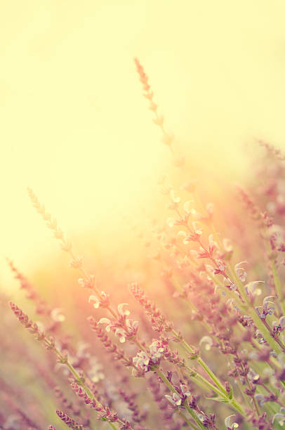 sonhadora campo de flor dourada - perennial selective focus vertical tilt imagens e fotografias de stock