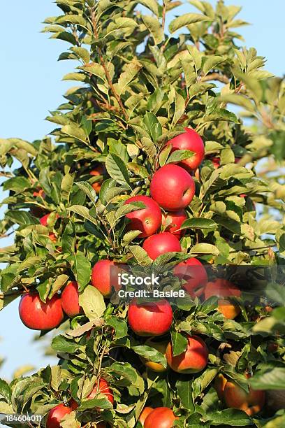 Reife Rote Apfel Im Obstgarten Stockfoto und mehr Bilder von Entwicklung - Entwicklung, Speisen, Verfault