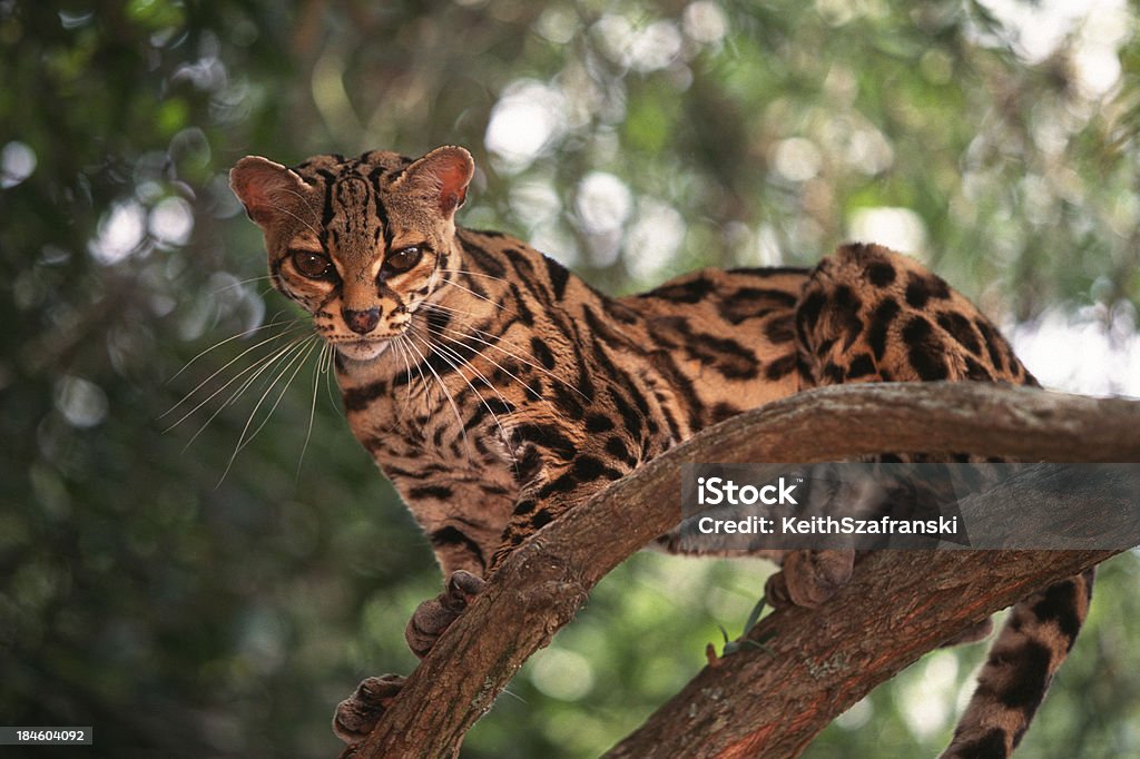 Margay in Tree A margay poses on a branch in a tree. FL. (Captive) Margay Stock Photo
