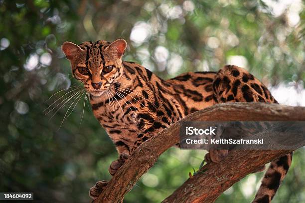 Margay In Tree Stock Photo - Download Image Now - Margay, Animal, Animal Wildlife