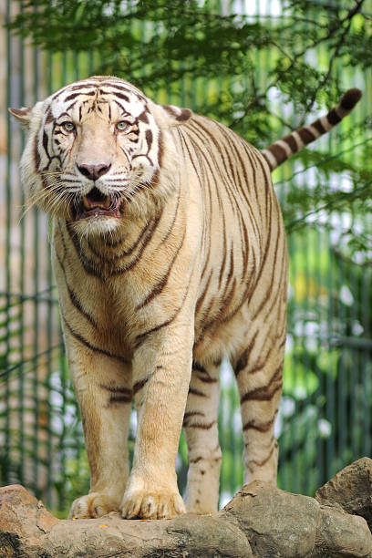 istock White Bengal Tiger in the Zoo 184604321