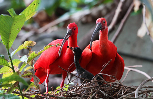 家族のショウジョウトキ - scarlet ibis ストックフォトと画像