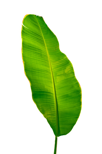 Close-up of banana leaf isolated on white