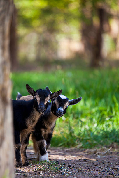 Two baby goats stock photo