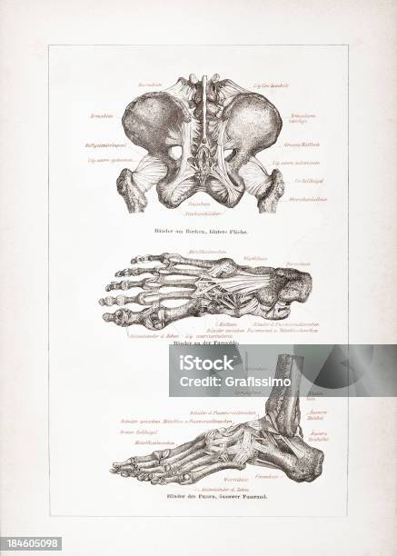 Grawerunek Ludzkiej Miednicy I Stopy W 1878 - Stockowe grafiki wektorowe i więcej obrazów Anatomia człowieka - Anatomia człowieka, Antyczny, Ciało ludzkie