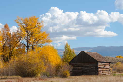 An old 1880's log cabin sits among cottonwood and aspen trees that have turned a brilliant gold at the height of the autumn season.  In the background are undulating mountainsides filled with more color.