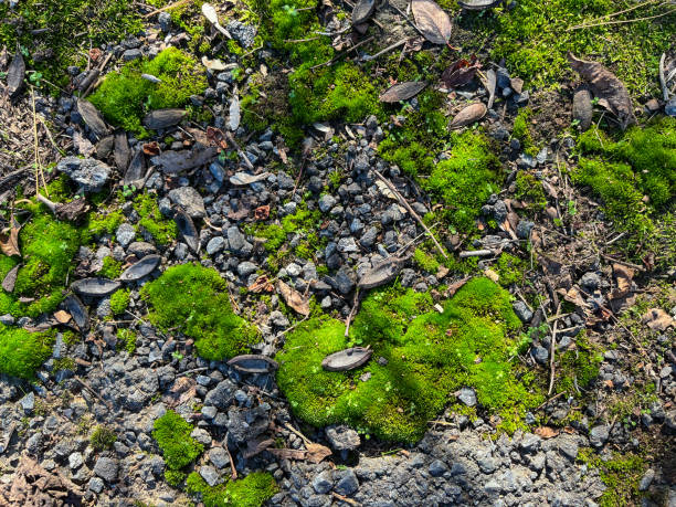 Lichen and concrete stock photo