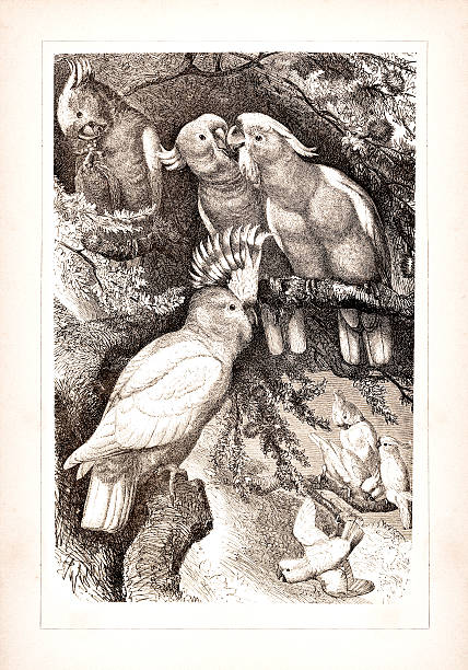 Leadbeater's Cockatoo ( Plictolophus Leadbeateri )Steel engraving from 1878Original edition from my own archivesSource : Meyers Konversationslexikon 1878