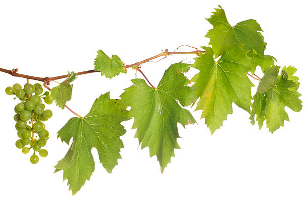 isoliert, wein - grape leaf stock-fotos und bilder