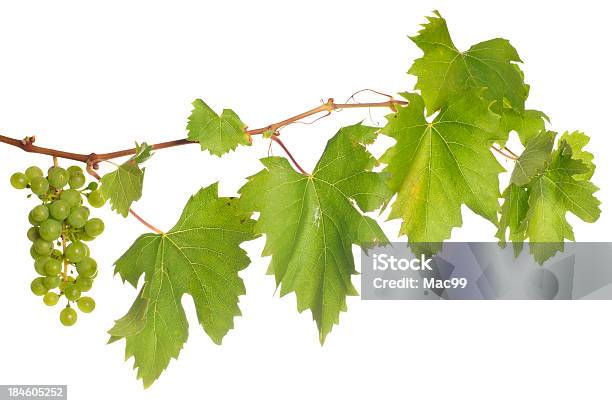 Isolated Wine Stock Photo - Download Image Now - Vine - Plant, Grape, Grape Leaf