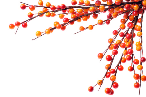 Autumn background with berries - XXXL Image