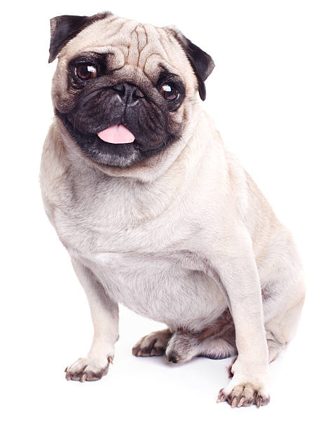 Christmas pug portrait