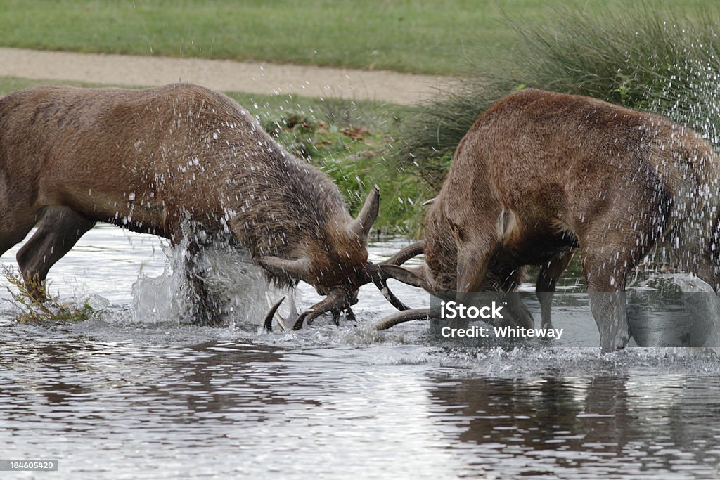 Dwa red deer stags walki na rzekę - Zbiór zdjęć royalty-free (2011)