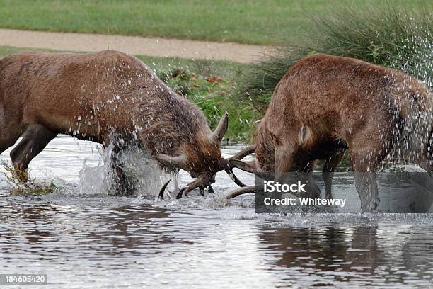 Dwa Red Deer Stags Walki Na Rzekę - zdjęcia stockowe i więcej obrazów 2011 - 2011, Agresja, Bez ludzi
