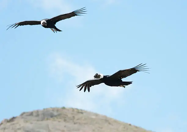 "Andean Condors in Patagonia (Torres del Paine National Park / Parque Nacional Torres del Paine, Chile)"