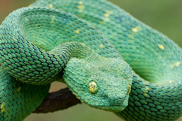 istock African Bush Viper Coiled to Strike! 184605623