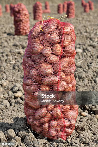 Papas En La Bolsa Foto de stock y más banco de imágenes de Alimento - Alimento, Bolsa - Objeto fabricado, Campo - Tierra cultivada