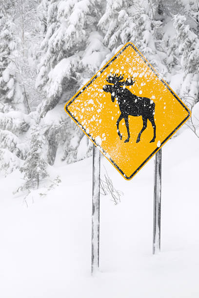 ヘラジカの横断中、吹雪 - moose crossing sign ストックフォトと画像