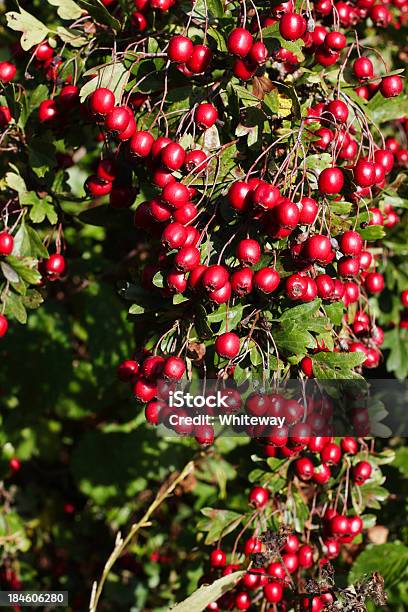 Red Dusche Des Hanging Haw Beeren Crataegus Monogyna Stockfoto und mehr Bilder von Apfel