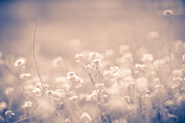 花のフィールドに - sepia toned floral ストックフォトと画像