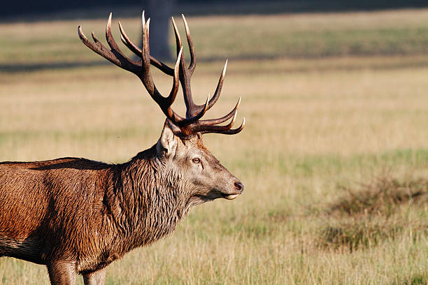 istock Red deer stag profile preparing to rut 184606424