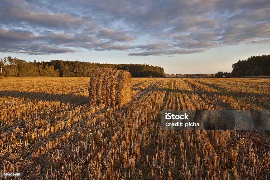 Campo de haystacks ao pôr-do-sol - Foto de stock de Agricultura royalty-free