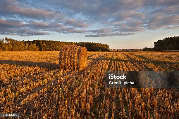 Foto de Campo De Haystacks Ao Pôrdosol e mais fotos de stock de Agricultura - Agricultura, Ajardinado, Amarelo