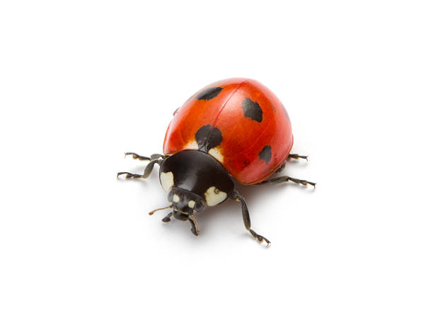Ladybug Ladybug on white background ladybug stock pictures, royalty-free photos & images
